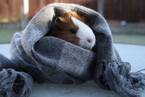 Keeping Small Animals Safe in the Cold